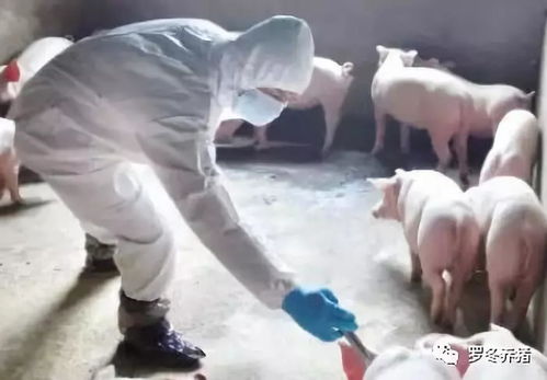 冬季给猪打疫苗，为何回暖是关键？