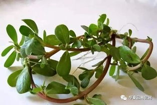 马齿苋的播种时间选择