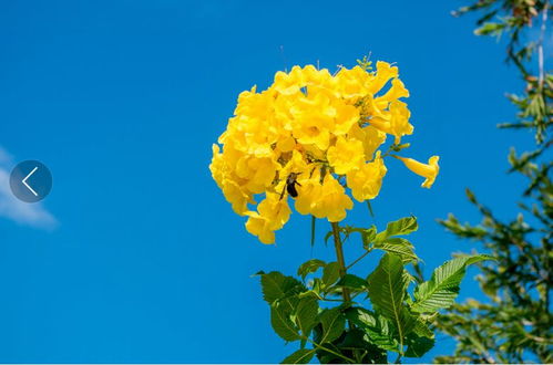 木芙蓉：秋天开花的狠角色