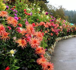 栽花种草，环境变美啦！