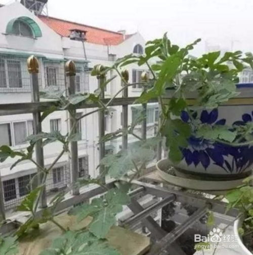 阳台西瓜种植，如何选择合适的品种