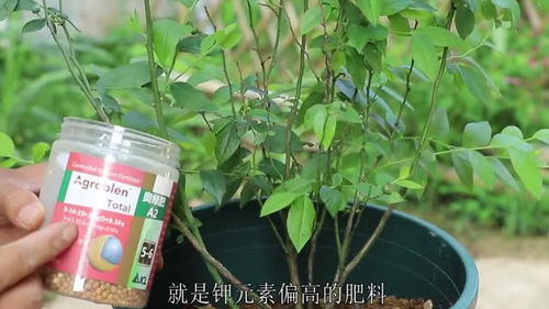 盆栽蓝莓用什么杀虫剂既平安又好用？