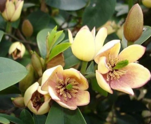 含笑水浇多了花儿会哭鼻子？