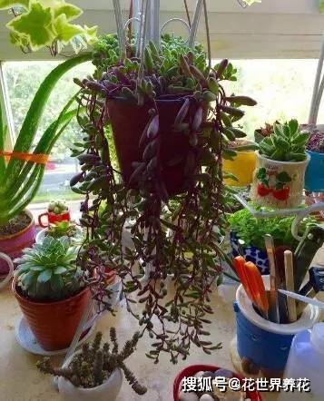 如何自己动手制作吊兰花肥并正确使用