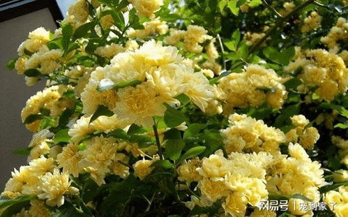 发财树开花似火红，花形独特引人注目