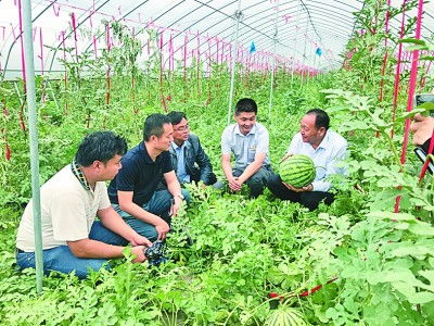 大别山的气候与土壤