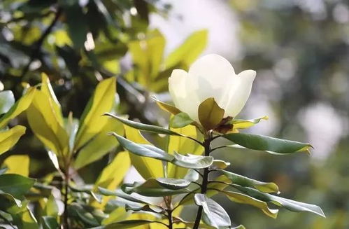 广玉兰花的花瓣为何会呈现出如此丰富的色彩变化