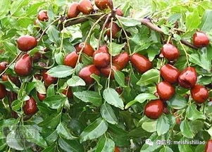 枣树根的药用价值