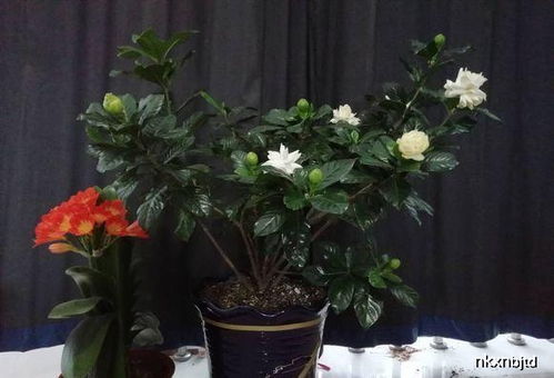 花香四溢， 家庭梗舒适