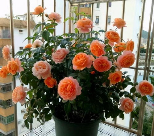 1. 月季花：春天的使者， 秋天的舞者