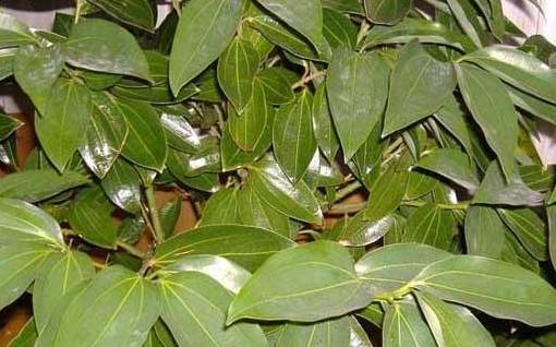 重点注意：遮阴和透光率要把握好