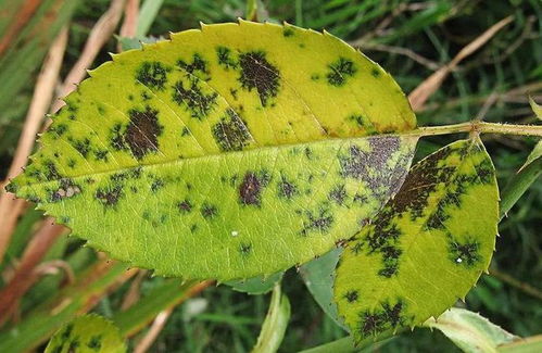 药物处理， 黑斑病治疗的利器