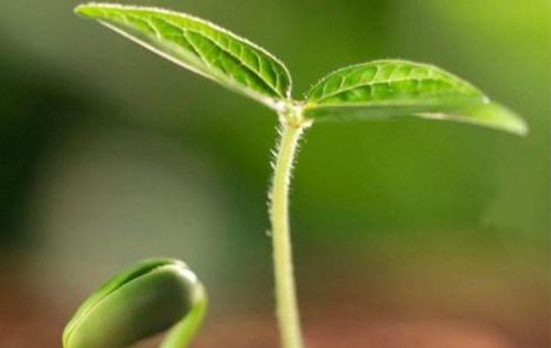 吡虫啉喷花小秘诀：喷多久一次几天喷一次Zui合适？