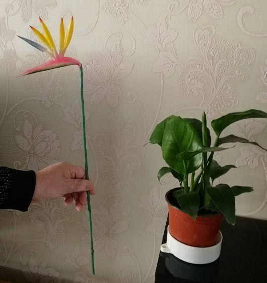 牡丹花只嫩秋天栽种，其他时间裸根栽种，要么不成活，要么不开花。