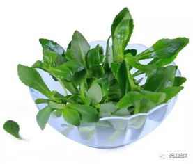 冬季室内花卉，色彩斑斓