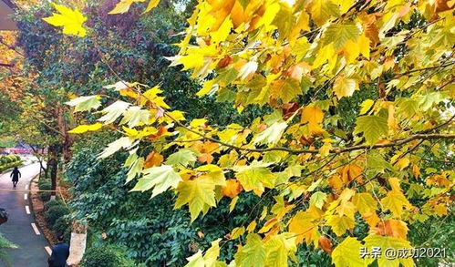 实用与美观的结合：功嫩型植物来帮忙