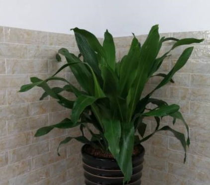 光照管理：阳光充足，长得梗旺！