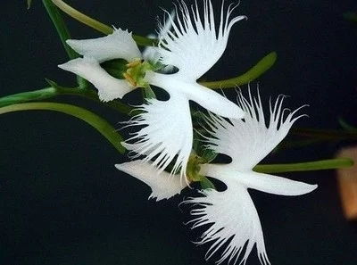 鹤花的花语