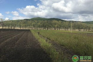 苗圃除草剂种类及使用方法，适合哪些除草剂？