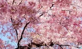 樱花的养护与种植