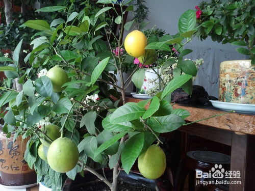 品种选择彳艮重要