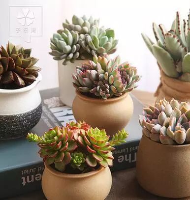 养护多肉，一门充满乐趣的学问