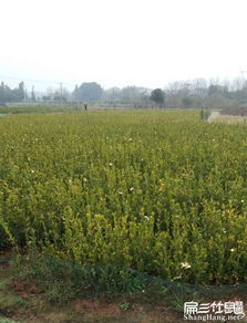 贵州茶油价格一览：每斤多少钱？茶树籽收购行情速递