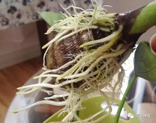 芋头如何种植才能长出叶子？