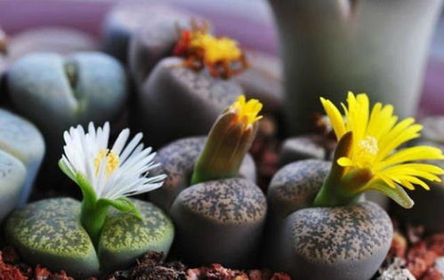 探秘全球生石花原生地：石头里开花的奇迹