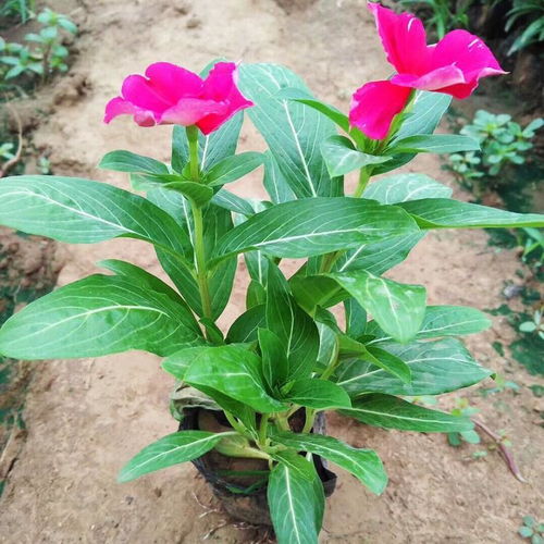 欧月杯苗的价格与供应