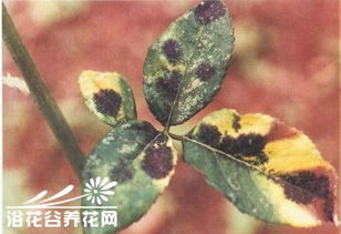 用药关键要点：病菌的传播与防范