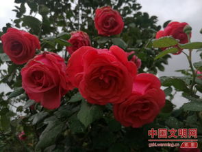 凯里月季之城， 花香浮动