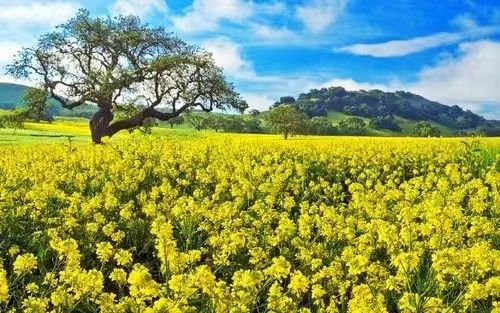 “春日之美——野生三色菫绽放，这绚烂的自然美景是如何形成的呢