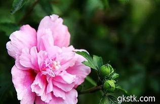 春天的脚步， 2月份的播种花卉攻略