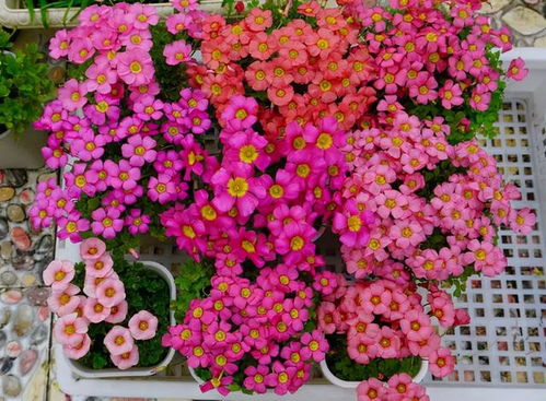 菊花秋季开花？赏菊必看