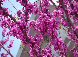 绿化树的美，秋天的韵味