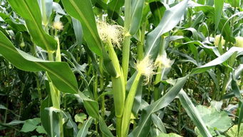 乙草胺的厉害之处