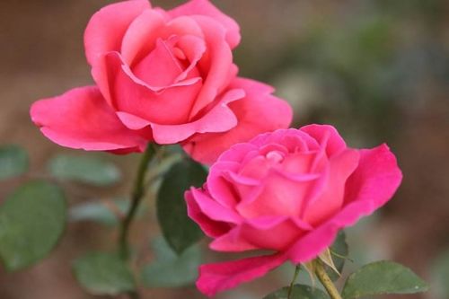 卡罗拉月季：盆栽中的璀璨明珠