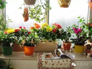 室内养什么花好？这些花既好看又好养