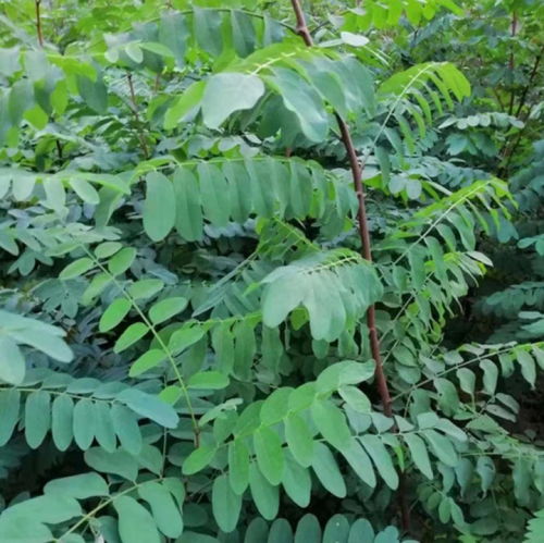 薄荷美德连翘预料