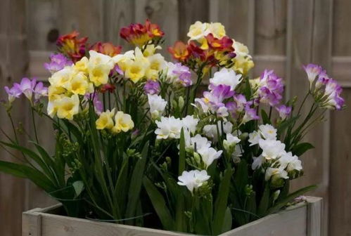 客厅花卉推荐：天堂鸟，大气又漂亮