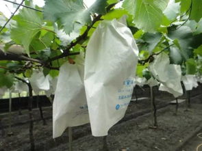 种植葡萄不打农药的挑战与可Neng