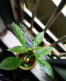 牛油果核种植，如何让它生根发芽