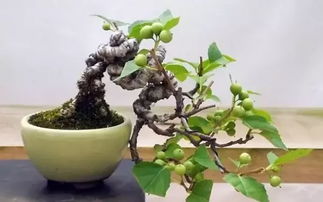 果树盆景， 融赏花，观果，览景于一体