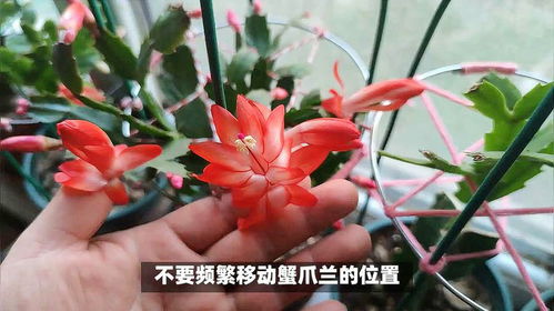 彼岸花夏季会进入休眠状态吗？为什么夏天会休眠