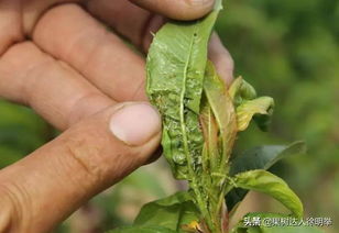 误区一：盲目防治