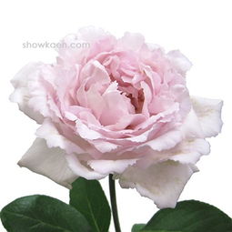 伊芙六号月季：花期的秘密