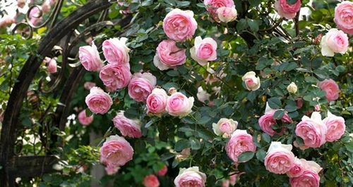 春花后的藤本月季， 这样修剪养护，助你花开两季