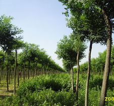 乔木还是苗木， 这个问题真难答