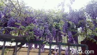 紫藤盆栽开花那些事儿